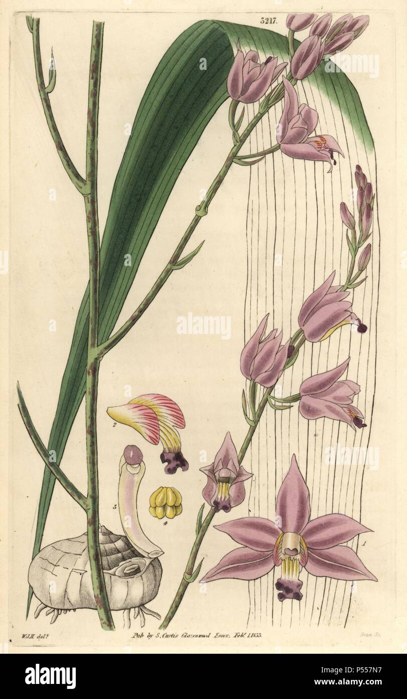 Scharfe-blättrige bletia oder Kiefer rosa Orchidee, Bletia acutipetala oder Bletia purpurea. Abbildung von William Jackson Hooker, durch Schwan eingraviert. Papierkörbe Kupferstich von William Curtis's "Botanical Magazine, "Samuel Curtis, 1833. Hooker (1785-1865) war ein englischer Botaniker, Schriftsteller und Künstler. Er war Regius Professor für Botanik an der Glasgow University und Herausgeber von Curtis'' Botanical Magazine" von 1827 bis 1865. 1841 wurde er zum Direktor der Royal Botanic Gardens in Kew, und wurde von seinem Sohn Joseph Dalton gelungen. Hooker die Farne und Orchideen Verrücktheiten, husch dokumentiert Stockfoto