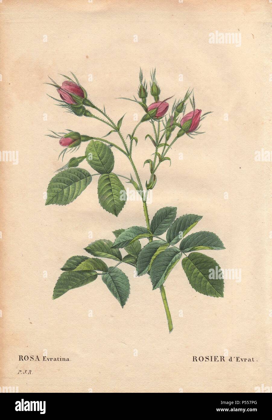 Evrat's Rose mit Crimson Knospen (Rosa evratina).. . Rosier d'Evrat. Herkunft unbekannt. Aus dem Niederländischen Baumschulen von Monsieur Evrath vor 1824.. . Handcolorierte, Octavo - Größe Walze Kupferstich von Pierre Joseph Redoute "Les Roses" 1828. Stockfoto