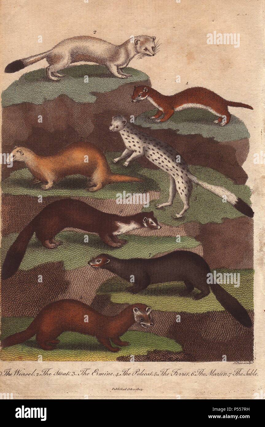 Weasel, Hermelin, Hermelin, Iltis, Frettchen, Marder und Zobel. . Mustela nivalis, Mustela erminea, Mustela putorius, Mustela putorius furo, Martes flavigula, Martes Zibellina. . Handcolorierte Kupferstich aus einer Zeichnung von Johann Ihle von Ebenezer vielleicht der "universellen System der natürlichen Geschichte' 1794. . . Der reiche Vielleicht veröffentlicht sein universelles System der natürlichen Geschichte in 17941796 in fünf Bände, die die drei natürlichen Welten von Fauna, Flora und Geologie. Die Serie Illustrationen der mythischen Bestien wie die sukotyro und der Meerjungfrau, und dargestellt Faultiere sitzen auf den groun Stockfoto