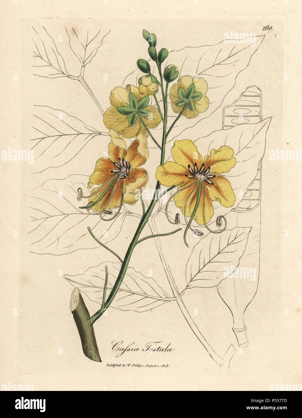 Golden Tree Dusche, Cassia Fistel. Papierkörbe Kupferstich aus botanischer Illustration von James Sowerby von William Woodville und Sir William Jackson Hooker 'Medizinische Botanik, 'John Bohn, London, 1832. Der unermüdliche Sowerby (1757-1822) zog sich über 2 500 Pflanzen für Smith's Mammoth' Englisch Botanik" (1790-1814) und 440 Pilze für 'bunten Figuren der Englischen Pilze" (1797) unter vielen anderen Werken. Stockfoto