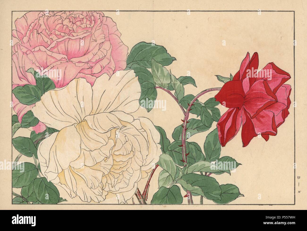 Rosen, Rosa Art. Papierkörbe Holzschnitt aus der Konan Tanigami eiyou Sokazufu' (Bild Album der westlichen Pflanzen und Blumen: Frühling), Unsodo, Kyoto, 1917. Tanigami (1879-1928) 125 Sorten von Pflanzen durch die vier Jahreszeiten dargestellt. Stockfoto