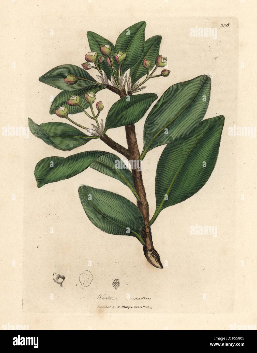 Blüten, Blätter und Stängel von Winter's Bark tree, Wintera Aromatica, Drimys winteri. Papierkörbe Kupferstich aus botanischer Illustration von James Sowerby von William Woodville und Sir William Jackson Hooker 'Medizinische Botanik' 1832. Der unermüdliche Sowerby (1757-1822) zog über 2.500 Anlagen für Smith's Mammoth' Englisch Botanik" (1790-1814) und 440 Pilze für 'bunten Figuren der Englischen Pilze" (1797) unter vielen anderen Werken. Stockfoto