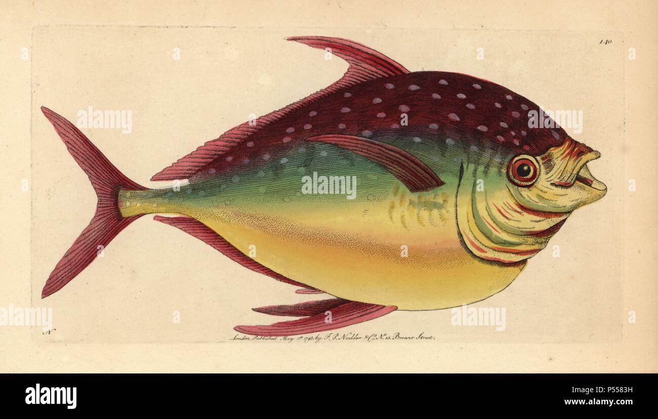 Opah Fisch, Lampris guttatus. Abbildung unterzeichnet N (Frederick Nodder).. Papierkörbe Kupferstich von George Shaw und Frederick nodder's 'Verschiedenes' 1793 der Naturforscher. Frederick Polydore Nodder (1751~1801?) war ein begnadeter Natural history Artist und Graveur. Nodder seine Zeichenkunst arbeiten an Captain Cook und Joseph Banks' Florilegium und Gravur Sydney Parkinson Skizzen der australische Pflanzen verfeinert. Er war 'botanischen Maler an Ihre Majestät Königin Charlotte" im Jahr 1785. Nodder zeichnete auch die botanischen Studien in Thomas Martyns Flora Rustica (1792) und 38 Platten (1799). Die meisten Stockfoto