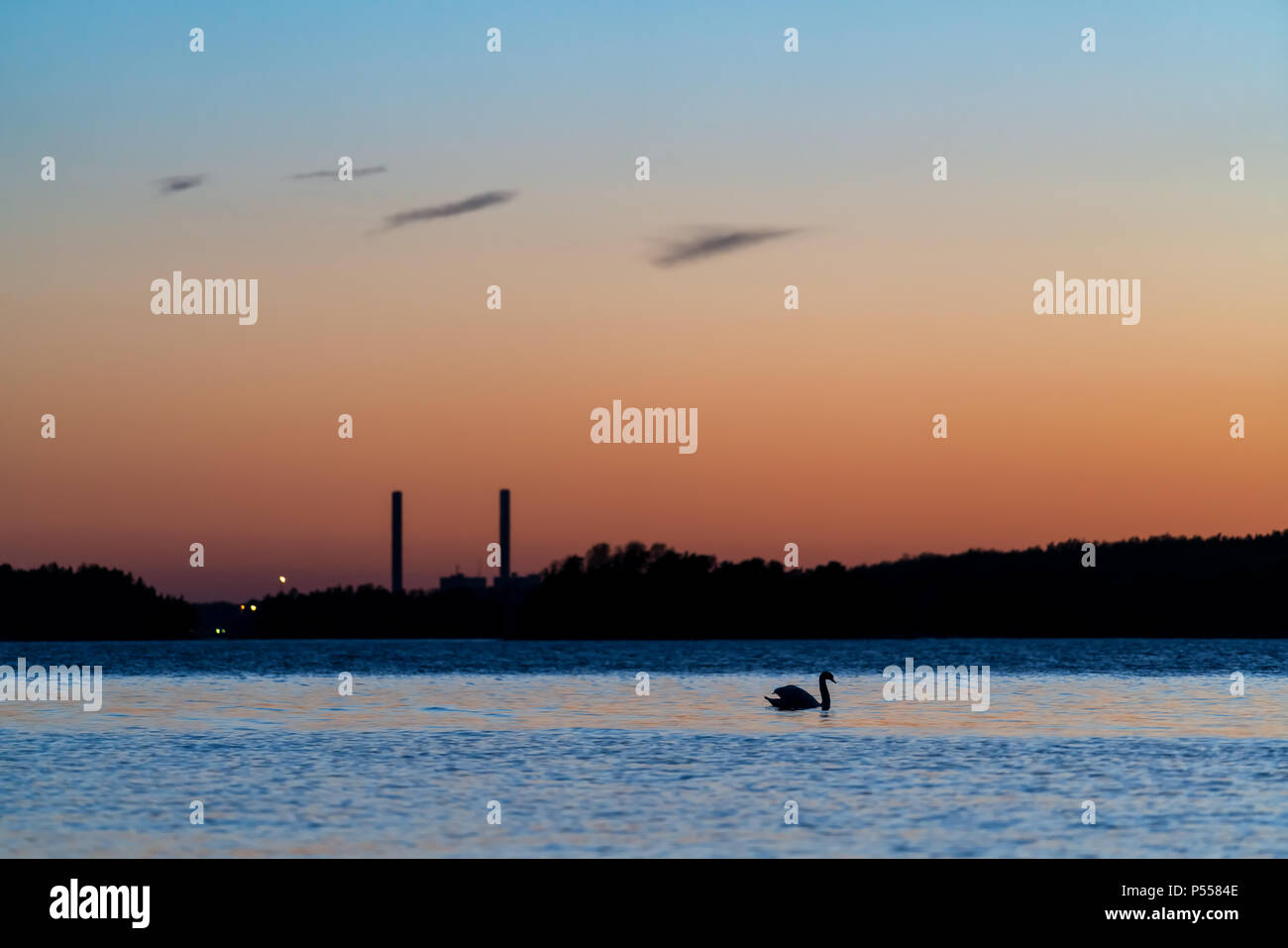 Höckerschwan bei Dämmerung, Stora Fagerö Insel, Inkoo, Finnland Stockfoto