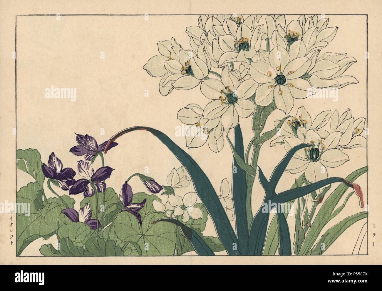 Blausterne, Scilla Arten, Violett, Viola odorata. Papierkörbe Holzschnitt aus der Konan Tanigami eiyou Sokazufu' (Bild Album der westlichen Pflanzen und Blumen: Frühling), Unsodo, Kyoto, 1917. Tanigami (1879-1928) 125 Sorten von Pflanzen durch die vier Jahreszeiten dargestellt. Stockfoto
