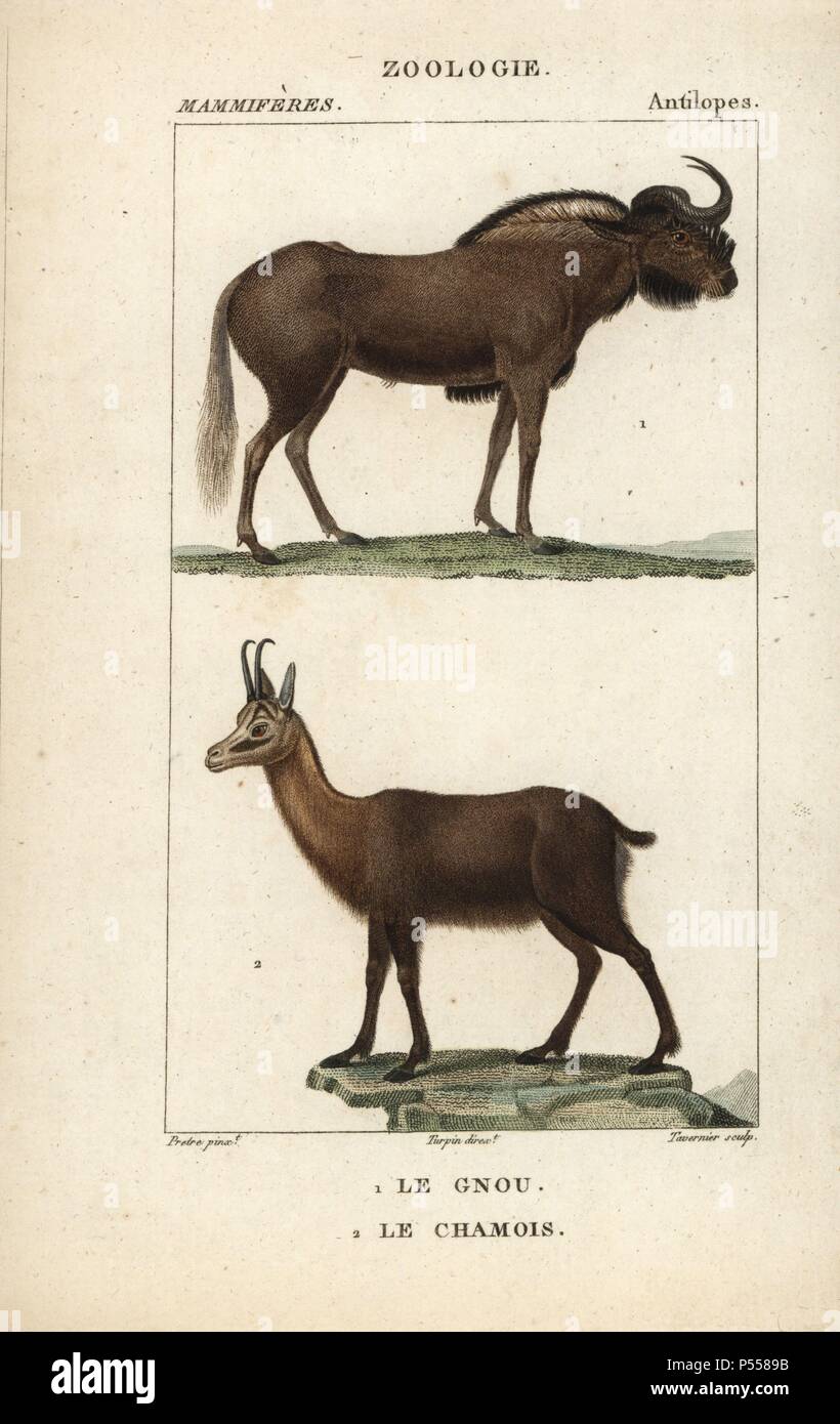 Gnus oder Seeadler gnu, Connochaetes gnou und Pyrenäen Gämsen, Rupicapra pyrenaica. Papierkörbe Kupferstich Walze Gravur von Frederic Cuvier 'dictionary der Naturwissenschaften: Säugetiere", Paris, Frankreich, 1816. Illustration von J. G. Pretre, gestochen von Tournier, unter der Regie von Pierre Jean-Francois Turpin, und veröffentlicht von F.G. Levrault. Jean Gabriel Pretre (17801845) war Maler der Naturgeschichte an der Kaiserin Josephine Zoo und wurde später Künstler im Museum für Naturkunde. Turpin (1775-1840) gilt als einer der größten französischen botanische Illustratoren des 19 cen Stockfoto