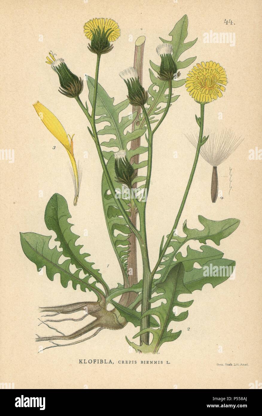 Grobe hawksbeard, Crepis biennis. Chromolithograph von Carl Lindman's 'Bilder ur Nordens Flora" (Bilder von Northern Flora), Stockholm, Wahlström & Widstrand, 1905. Lindman (1856-1928) war Professor für Botanik an der Schwedische Naturkundemuseum (Naturhistoriska Riksmuseet). Die chromolithographs wurden auf der Grundlage von Johan Wilhelm Palmstruch 'Svensk Botanik' (1802-1843). Stockfoto