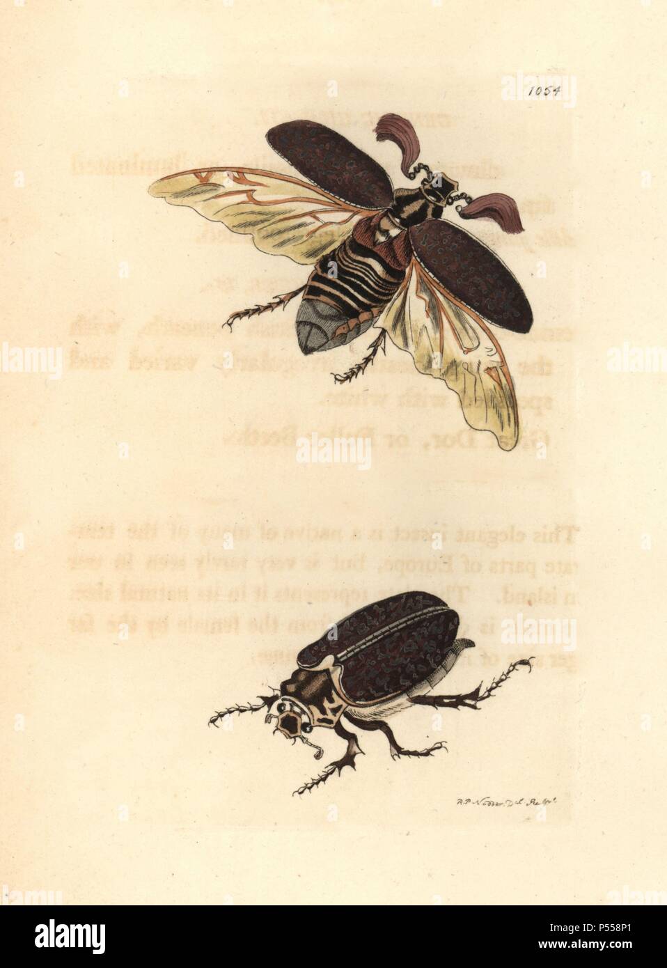 Kiefer Maikäfer, Melolontha fullo. Abbildung gezeichnet und von Richard Polydore Nodder eingraviert. Papierkörbe Kupferstich von George Shaw und Frederick nodder's" des Naturforschers Miscellany" 1812. Die meisten der 1.064 Abbildungen von Tieren, Vögeln, Insekten, Krebstiere, Fische, Meerestiere und mikroskopische Kreaturen für Miscellany der Naturforscher wurden von George Shaw und Frederick Nodder und Richard Nodder, und gravierte ausgearbeitet und von den Nodder Familie veröffentlicht. Friedrich zeichnete und gravierte viele Der kupferstiche bis zu seinem Tod um 1800, und Sohn Richard (17741823) war verantwortlich für die t Stockfoto