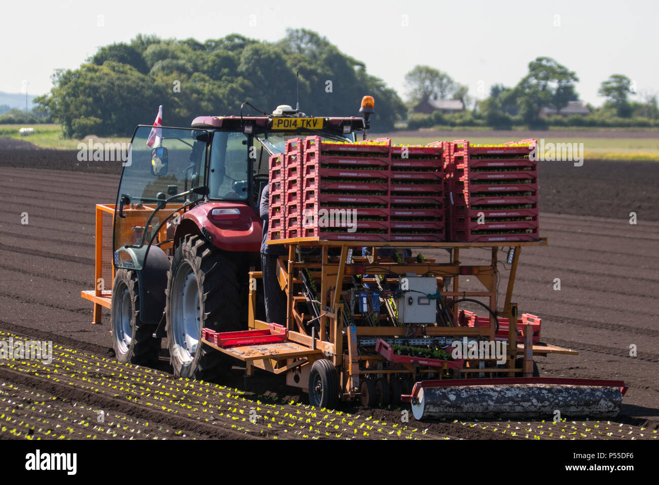 Tarleton, Lancashire. UK Wetter. 25.06.2018. Landarbeiter einpflanzen 2. Ernte von Kopfsalat mit einem fahrerlosen Traktor. Dieser Bereich der Lancashire war ein hoher Mitarbeiter der Wanderarbeitnehmer und Brexit Unsicherheit führen zu einer Reduktion der Einwanderer, die eine Beschäftigung suchen. Der extrem heißen Wetter über dem Land erwartet hat eine erhöhte Nachfrage von der Menge der Salat und Salat ernten zur Verfügung. Credit: MediaWorldImages/AlamyLiveNews Stockfoto