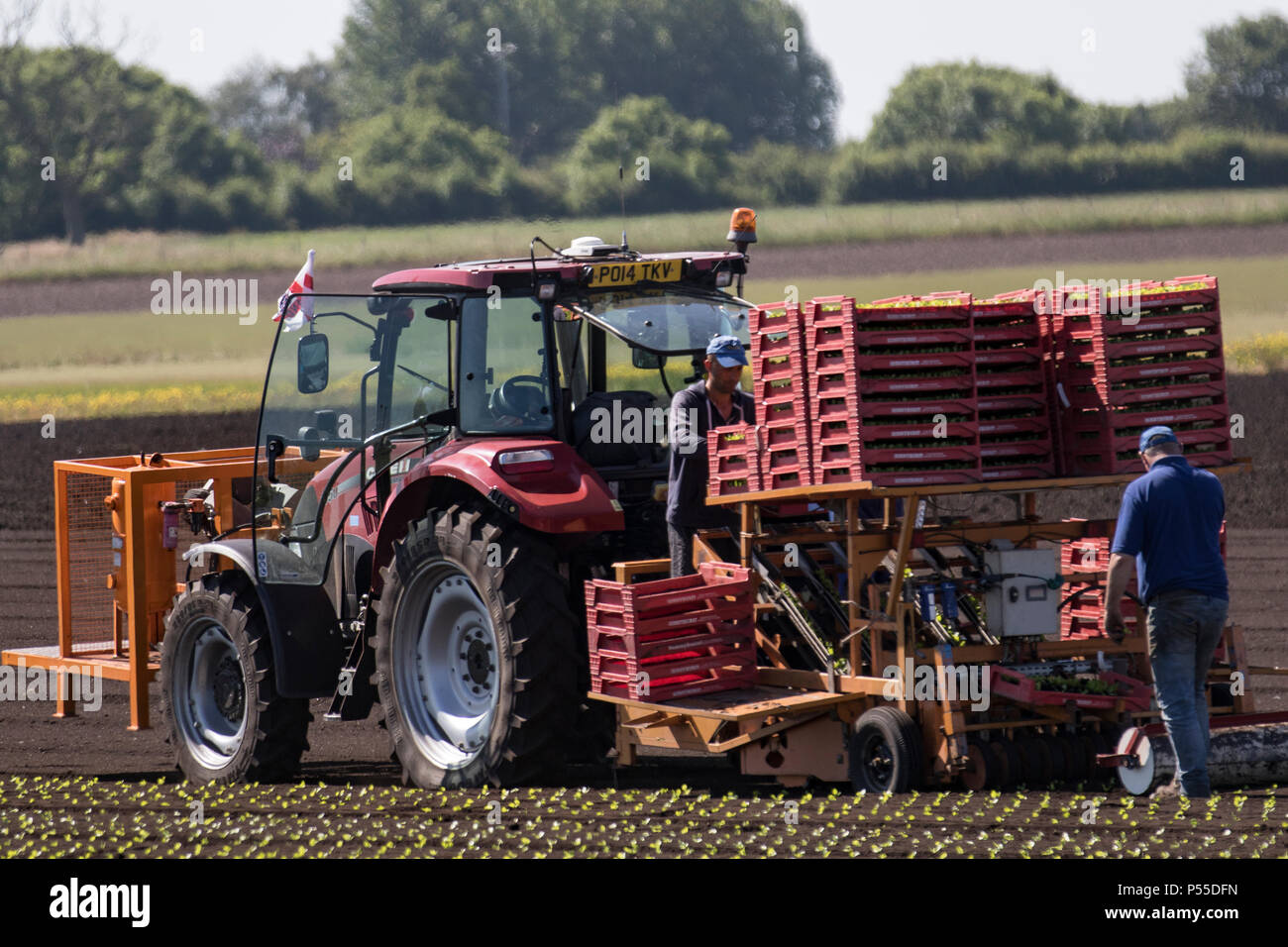 Tarleton, Lancashire. UK Wetter. 25.06.2018. Landarbeiter einpflanzen 2. Ernte von Kopfsalat mit einem fahrerlosen Traktor. Dieser Bereich der Lancashire war ein hoher Mitarbeiter der Wanderarbeitnehmer und Brexit Unsicherheit führen zu einer Reduktion der Einwanderer, die eine Beschäftigung suchen. Der extrem heißen Wetter über dem Land erwartet hat eine erhöhte Nachfrage von der Menge der Salat und Salat ernten zur Verfügung. Credit: MediaWorldImages/AlamyLiveNews Stockfoto