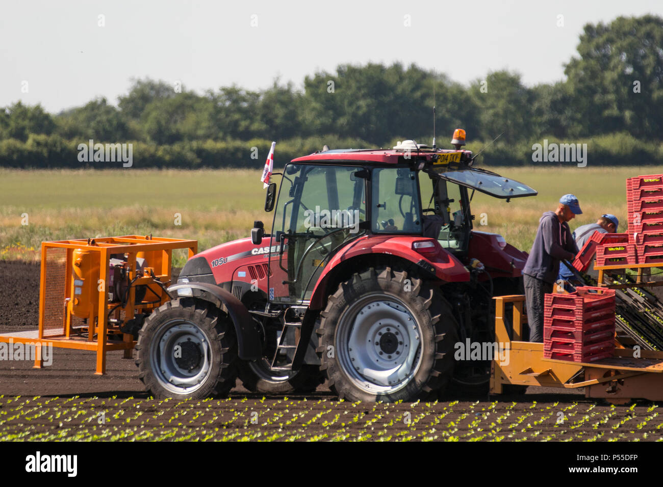 Tarleton, Lancashire. UK Wetter. 25.06.2018. Landarbeiter einpflanzen 2. Ernte von Kopfsalat mit einem fahrerlosen Traktor. Dieser Bereich der Lancashire war ein hoher Mitarbeiter der Wanderarbeitnehmer und Brexit Unsicherheit führen zu einer Reduktion der Einwanderer, die eine Beschäftigung suchen. Der extrem heißen Wetter über dem Land erwartet hat eine erhöhte Nachfrage von der Menge der Salat und Salat ernten zur Verfügung. Credit: MediaWorldImages/AlamyLiveNews Stockfoto