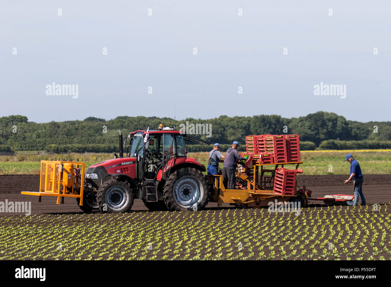 Tarleton, Lancashire. UK Wetter. 25.06.2018. Landarbeiter einpflanzen 2. Ernte von Kopfsalat mit einem fahrerlosen Traktor. Dieser Bereich der Lancashire war ein hoher Mitarbeiter der Wanderarbeitnehmer und Brexit Unsicherheit führen zu einer Reduktion der Einwanderer, die eine Beschäftigung suchen. Der extrem heißen Wetter über dem Land erwartet hat eine erhöhte Nachfrage von der Menge der Salat und Salat ernten zur Verfügung. Credit: MediaWorldImages/AlamyLiveNews Stockfoto