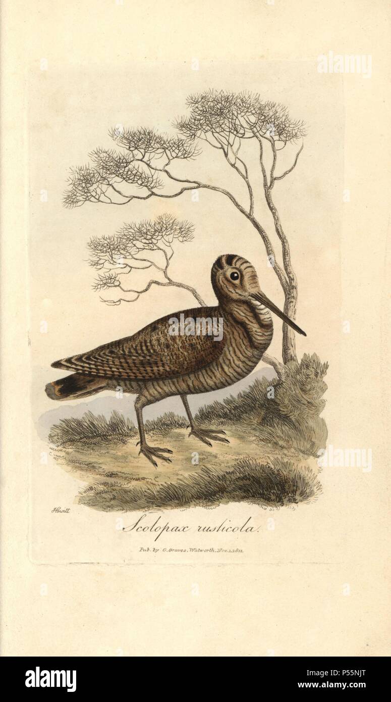 Woodcock, Scolopax rusticola. Papierkörbe Kupferstich von George Gräber aus 'Britische Ornithologie' 1811. Graves war Buchhändler, Verleger, Künstler, Kupferstecher und Kolorist und auf botanische und ornithologische Bücher gearbeitet. Von William Samuel Howitt eine sportliche und natürliche Geschichte Künstler gezeichnet. Stockfoto