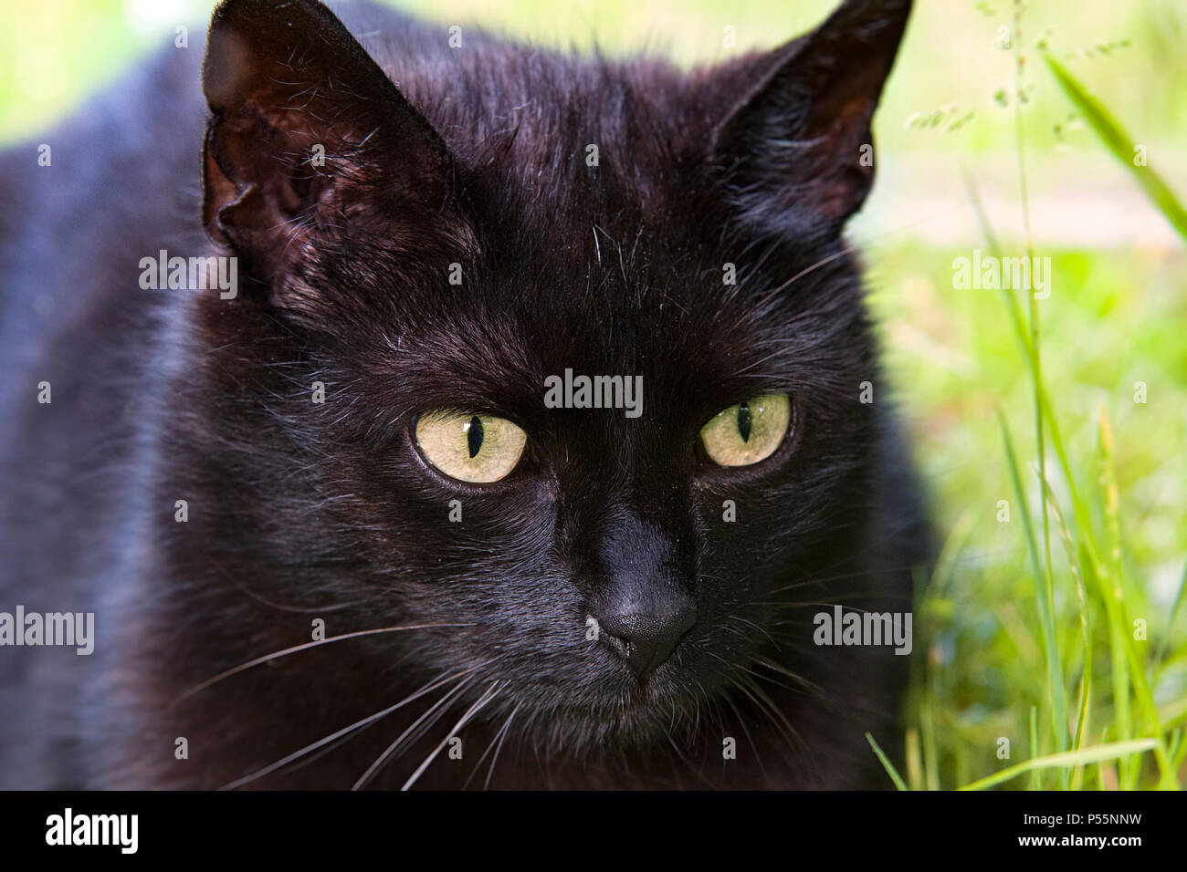 Nahaufnahme eines langhaarigen schwarzen Katzen Gesicht mit leuchtenden Gelb grüne Augen Stockfoto