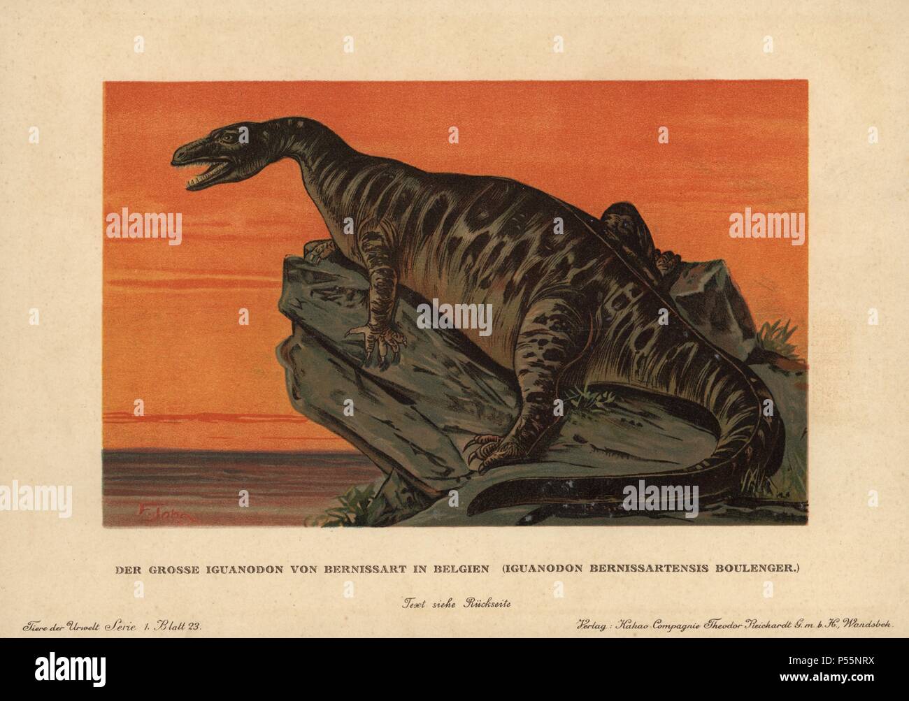 Iguanodon bernissartensis, erloschenen Boden - Wohnung PFLANZENFRESSER der Jurazeit. Farbe gedruckt (chromolithograph) Illustration von F. John von "Tiere der Urwelt" Tiere der prähistorischen Welt, 1910, Hamburg. Aus einer Reihe von prähistorischen Kreaturen, die sich durch die reichardt Kakao Gesellschaft veröffentlicht. Stockfoto