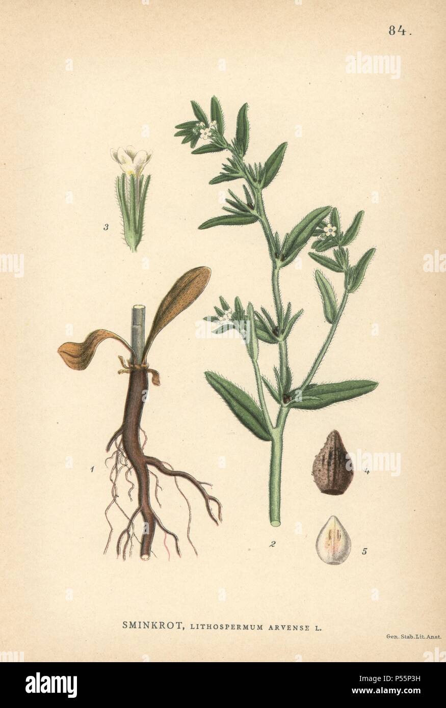 Feld gromwell, Lithospermum arvense. Chromolithograph von Carl Lindman's 'Bilder ur Nordens Flora" (Bilder von Northern Flora), Stockholm, Wahlström & Widstrand, 1905. Lindman (1856-1928) war Professor für Botanik an der Schwedische Naturkundemuseum (Naturhistoriska Riksmuseet). Die chromolithographs wurden auf der Grundlage von Johan Wilhelm Palmstruch 'Svensk Botanik' (1802-1843). Stockfoto