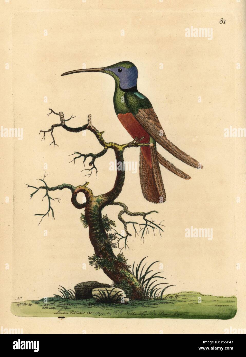 Harlekin Kolibri, Trochilus multicolor. 1833, William Jardine schrieb, "diese merkwürdige und einzeln gekennzeichneten Arten dargestellt wurde und durch Dr. Latham aus einem Muster in das British Museum beschrieben." Die gleiche Probe wurde von nodder dargestellt wurde, und durch Vieillot, Lektion und Jardine kopiert, doch Jardine sagt "es angedeutet worden ist, dass die Muster in das British Museum aus den Federn von verschiedenen Vögeln gemacht wurde." Abbildung: unterzeichnet N (Frederick Nodder).. Papierkörbe Kupferstich von George Shaw und Frederick nodder's 'Verschiedenes' 1791 der Naturforscher. Frederick Polydore Nodd Stockfoto