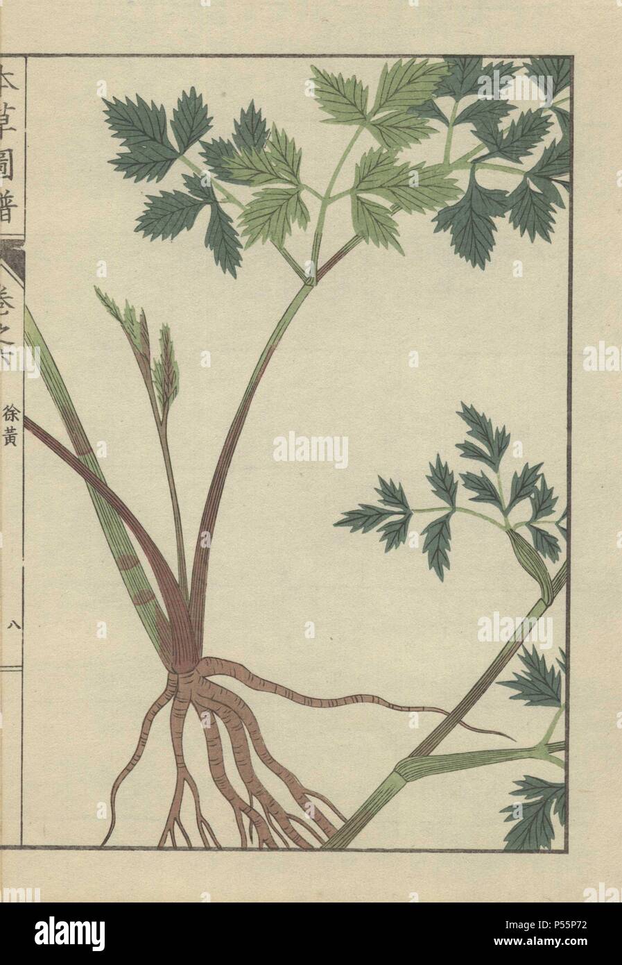 Wurzeln, Stengel und Blätter von Angelica polymorpha. Jokou.. Farbe gedruckten Holzschnitt Kupferstich von Kan'en Iwasaki von "Honzo Zufu", eine illustrierte Anleitung zu Heilpflanzen, 1884. Iwasaki (1786-1842) war ein japanischer Botaniker, Entomologe und Zoologe. Er war einer der ersten japanischen Botaniker westlichen Wissens in seine Studien zu integrieren. Stockfoto