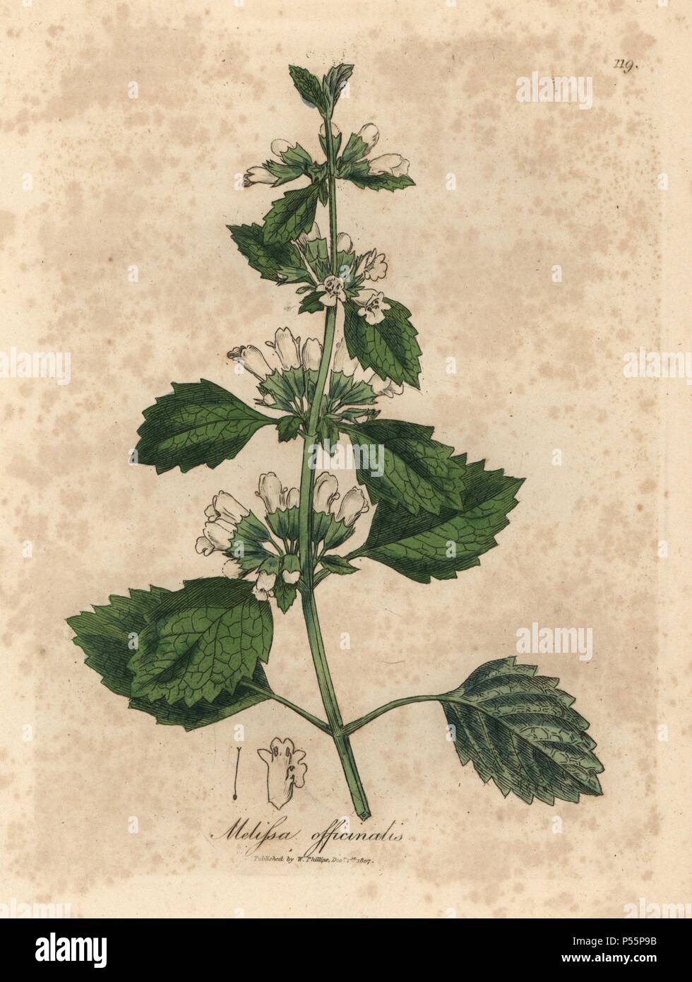 Gemeinsame Melisse, Melissa officinalis. Papierkörbe Kupferstich aus botanischer Illustration von James Sowerby von William Woodville und Sir William Jackson Hooker 'Medizinische Botanik, 'John Bohn, London, 1832. Der unermüdliche Sowerby (1757-1822) zog sich über 2 500 Pflanzen für Smith's Mammoth' Englisch Botanik" (1790-1814) und 440 Pilze für 'bunten Figuren der Englischen Pilze" (1797) unter vielen anderen Werken. Stockfoto