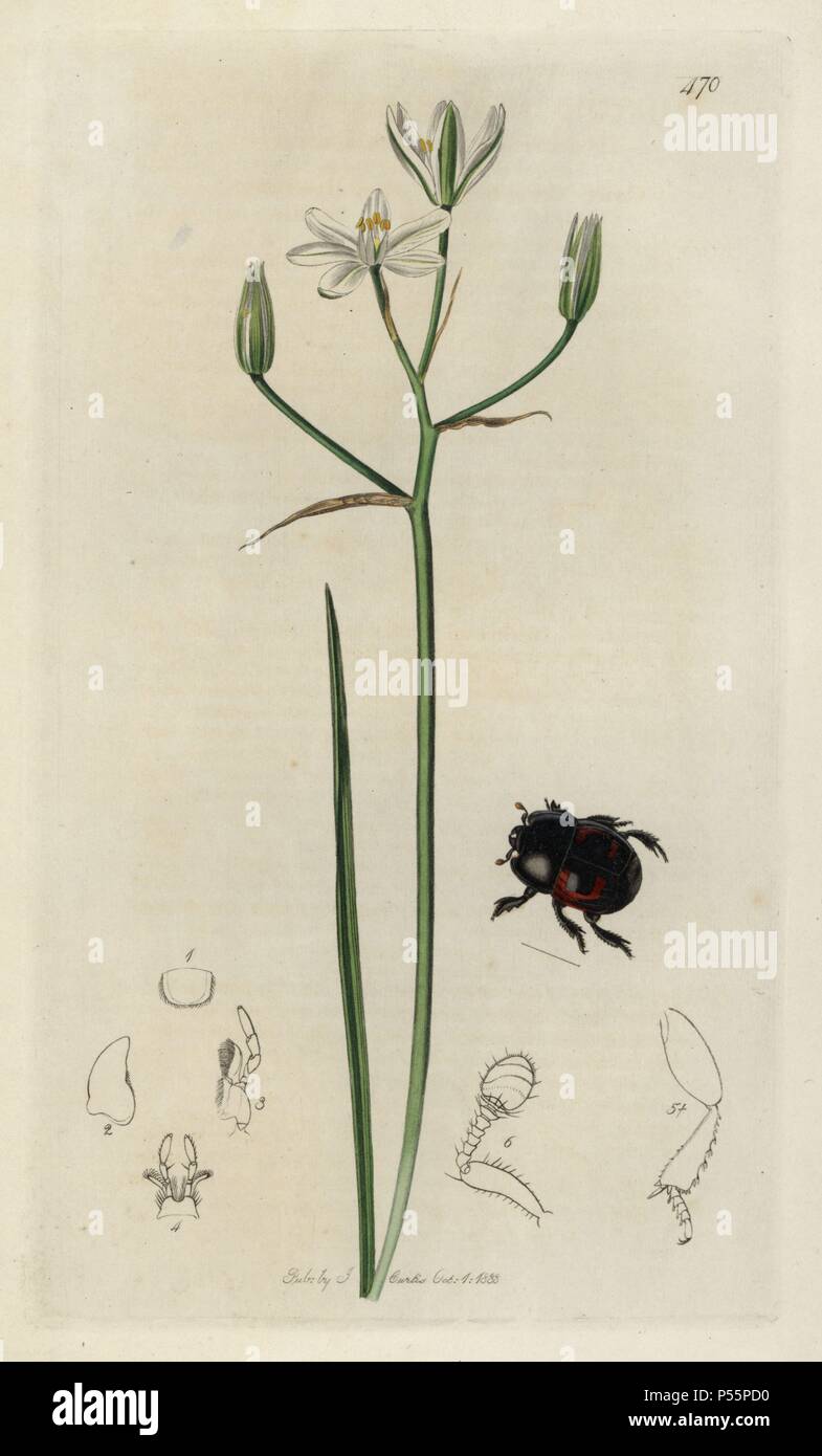 Hister quadrimaculatus, Lunar-beschmutzte Käfer nachahmen, und gemeinsame Bethlehem star, Ornithogalum umbellatum. Papierkörbe Kupferstich erstellt und von John Curtis für seine eigenen "Britische Entomologie eingraviert, die Abbildungen und Beschreibungen der Gattungen von Insekten in Großbritannien und Irland gefunden", London, 1834. Curtis (1791 - 1862) war ein entomologe, Zeichner, Kupferstecher und Verleger. "Britische Entomologie' aus dem Jahr 1824 bis 1839 veröffentlicht wurde, und umfasste 770 Illustrationen von Insekten und Pflanzen, auf denen sie zu finden sind. Stockfoto