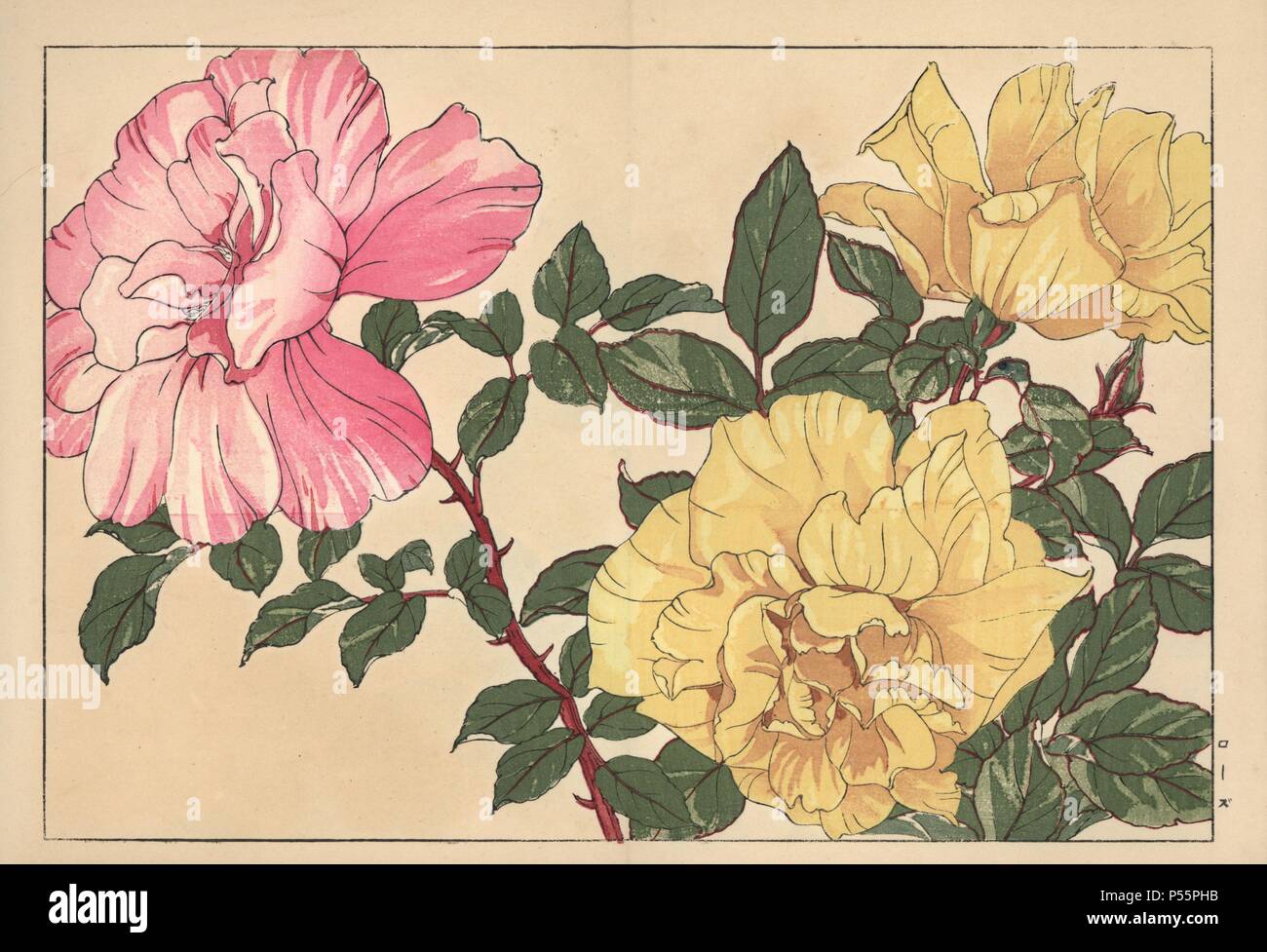 Rosen, Rosa Art. Papierkörbe Holzschnitt aus der Konan Tanigami eiyou Sokazufu' (Bild Album der westlichen Pflanzen und Blumen: Frühling), Unsodo, Kyoto, 1917. Tanigami (1879-1928) 125 Sorten von Pflanzen durch die vier Jahreszeiten dargestellt. Stockfoto