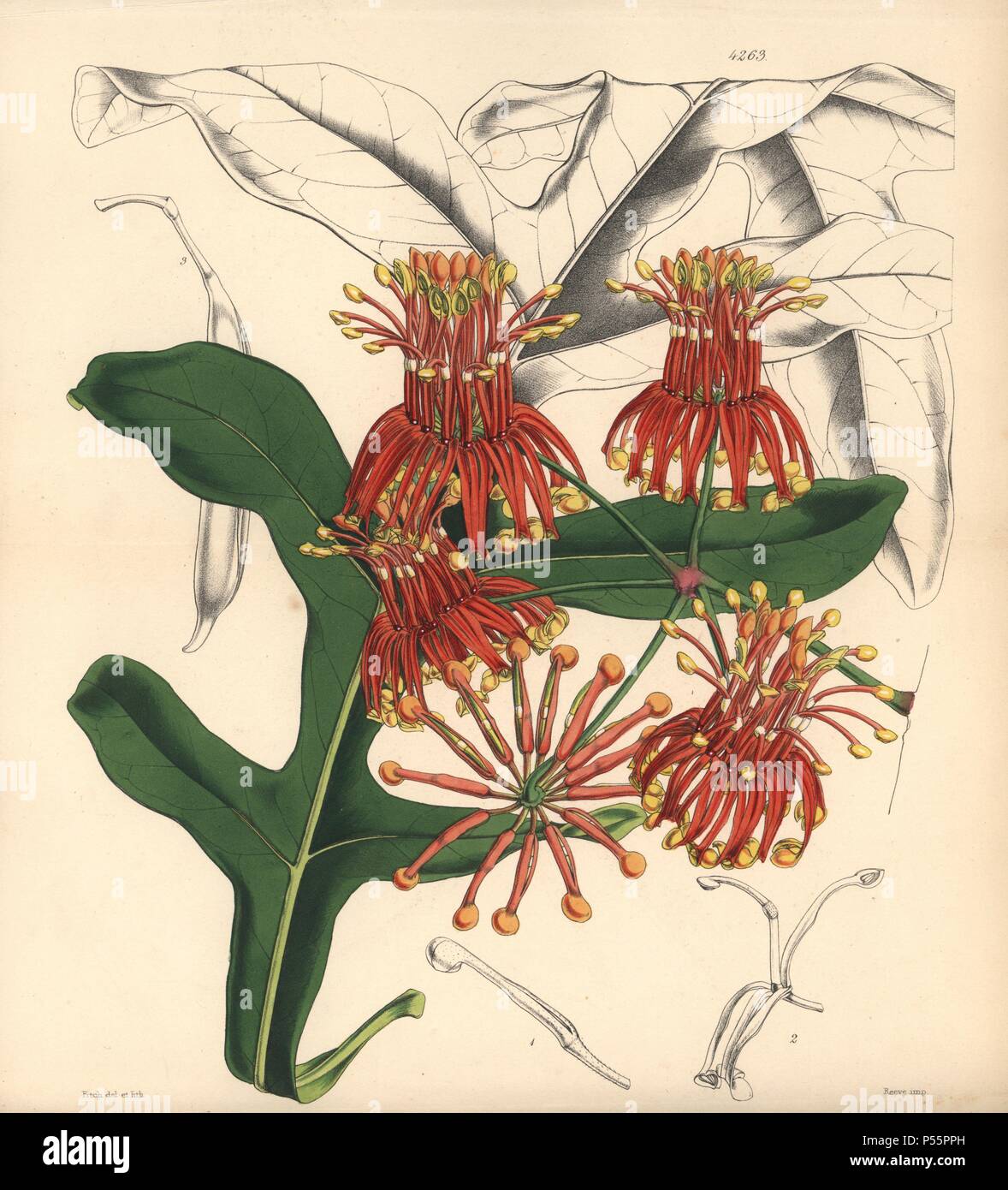 Herr Cunningham, stenocarpus Stenocarpus Cunninghami. Handcolorierte botanischen Abbildung gezeichnet und von Walter Hood Fitch lithographierte für Sir William Jackson Hooker's 'Curtis's Botanical Magazine", London, Reeve Brüder, 1846. Fitch (18171892) war ein unermüdlicher schottische Künstler, der über 2.700 Lithographien für die beginnenden Botanical Magazine" von 1834 zeichnete. Stockfoto