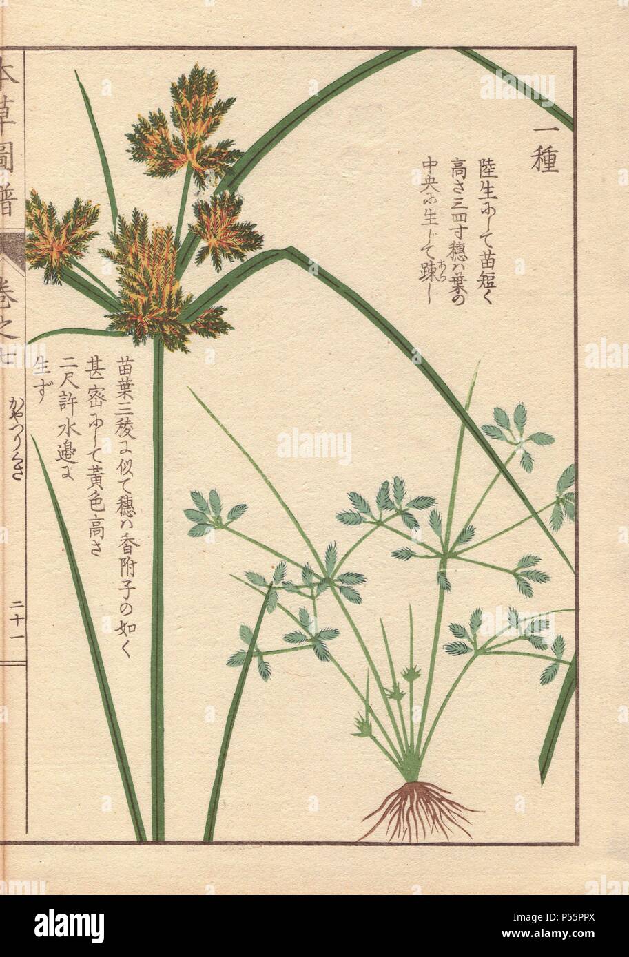 Wurzeln, Blätter und Blüten von poorland flatsedge, Cyperus compressus L.. Farbe gedruckten Holzschnitt Kupferstich von Kan'en Iwasaki von "Honzo Zufu", eine illustrierte Anleitung zu Heilpflanzen, 1884. Iwasaki (1786-1842) war ein japanischer Botaniker, Entomologe und Zoologe. Er war einer der ersten japanischen Botaniker westlichen Wissens in seine Studien zu integrieren. Stockfoto