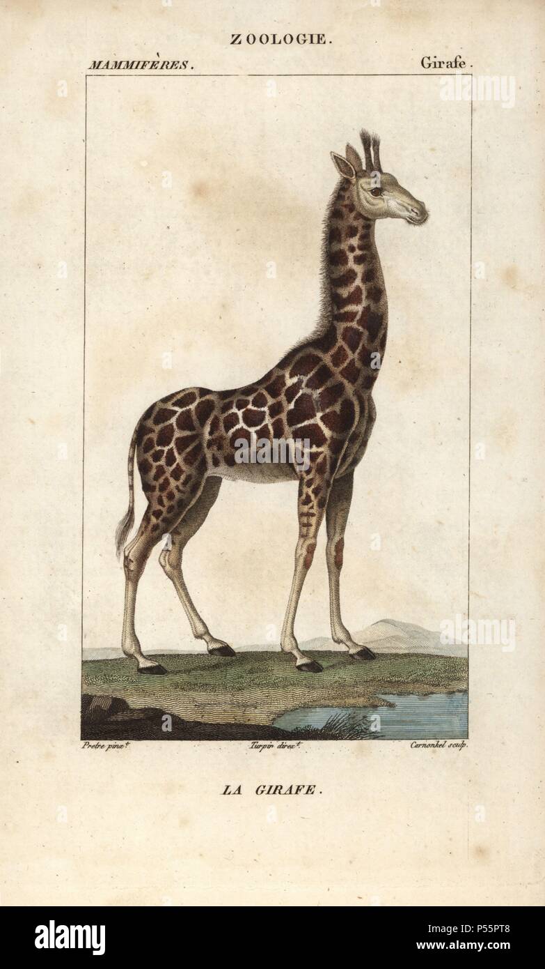 Giraffen, Giraffa Camelopardalis. Papierkörbe Kupferstich Walze Gravur von Frederic Cuvier 'dictionary der Naturwissenschaften: Säugetiere", Paris, Frankreich, 1816. Illustration von J. G. Pretre, gestochen von Carnonkel, unter der Regie von Pierre Jean-Francois Turpin, und veröffentlicht von F.G. Levrault. Jean Gabriel Pretre (17801845) war Maler der Naturgeschichte an der Kaiserin Josephine Zoo und wurde später Künstler im Museum für Naturkunde. Turpin (1775-1840) ist einer der größten französischen botanische Illustratoren des 19. Jahrhunderts angesehen. Stockfoto