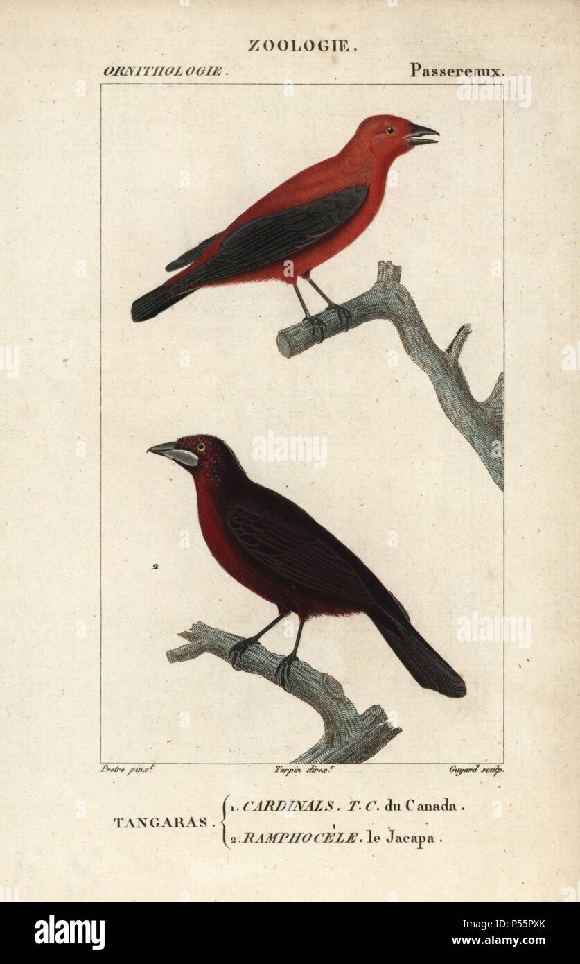 Sommer Tanager, Piranga rubra, und Jacapa oder Silber-beaked Tanager, ramphocelus Carbo. Papierkörbe Kupferstich Walze Gravur von Dumont de Sainte-Croix 'dictionary für Naturwissenschaften: Ornithologie", Paris, Frankreich, 1816-1830. Illustration von J. G. Pretre, gestochen von Guyard, unter der Regie von Pierre Jean-Francois Turpin, und veröffentlicht von F.G. Levrault. Jean Gabriel Pretre (17801845) war Maler der Naturgeschichte an der Kaiserin Josephine Zoo und wurde später Künstler im Museum für Naturkunde. Turpin (1775-1840) gilt als einer der größten französischen botanische Illustratoren des 19 ce Stockfoto