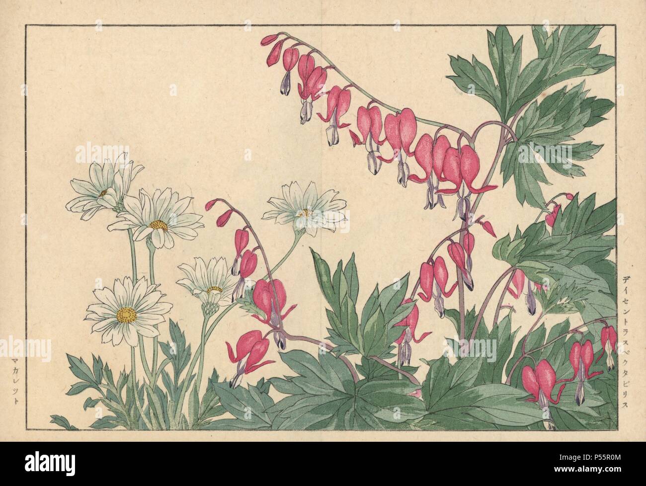 Lyra Blume, Lamprocapnos californica, und Marguerite oder oxeye Daisy, Leucanthemum vulgare. Papierkörbe Holzschnitt aus der Konan Tanigami eiyou Sokazufu' (Bild Album der westlichen Pflanzen und Blumen: Frühling), Unsodo, Kyoto, 1917. Tanigami (1879-1928) 125 Sorten von Pflanzen durch die vier Jahreszeiten dargestellt. Stockfoto