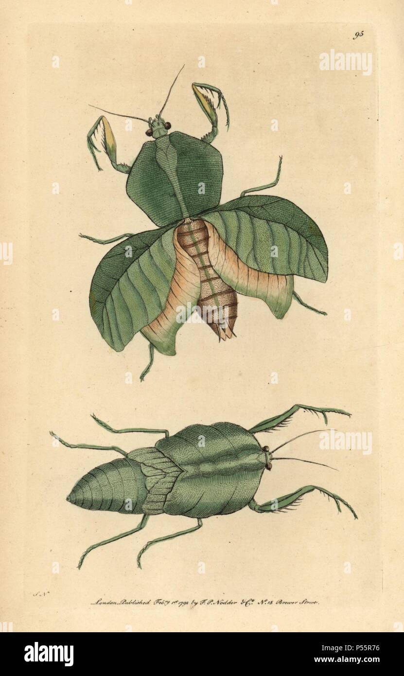 Blatt Mantis, Choeradodis strumaria. Abbildung unterzeichnet SN (von George Shaw und Frederick Nodder).. Papierkörbe Kupferstich von George Shaw und Frederick nodder's 'Verschiedenes' 1792 der Naturforscher. Frederick Polydore Nodder (1751~1801?) war ein begnadeter Natural history Artist und Graveur. Nodder seine Zeichenkunst arbeiten an Captain Cook und Joseph Banks' Florilegium und Gravur Sydney Parkinson Skizzen der australische Pflanzen verfeinert. Er war 'botanischen Maler an Ihre Majestät Königin Charlotte" im Jahr 1785. Nodder zeichnete auch die botanischen Studien in Thomas Martyns Flora Rustica (1792) und 38 Stockfoto