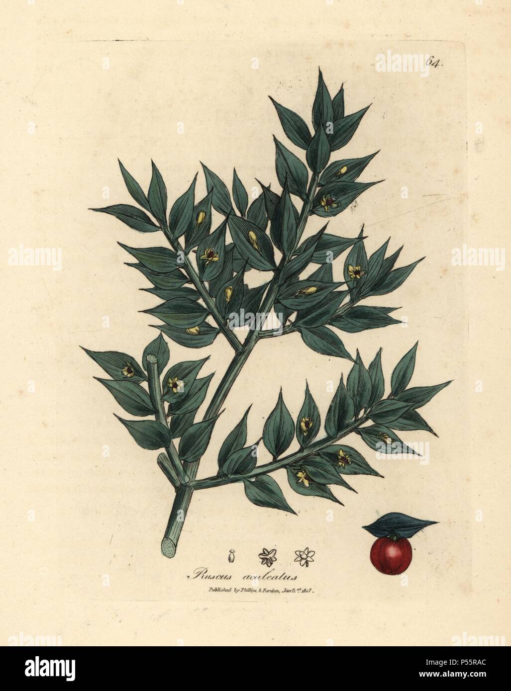 Grüne blühenden Mäusedorn mit roten Beeren, Ruscus aculeatus. Papierkörbe Kupferstich aus botanischer Illustration von James Sowerby von William Woodville und Sir William Jackson Hooker 'Medizinische Botanik' 1832. Der unermüdliche Sowerby (1757-1822) zog über 2.500 Anlagen für Smith's Mammoth' Englisch Botanik" (1790-1814) und 440 Pilze für 'bunten Figuren der Englischen Pilze" (1797) unter vielen anderen Werken. Stockfoto