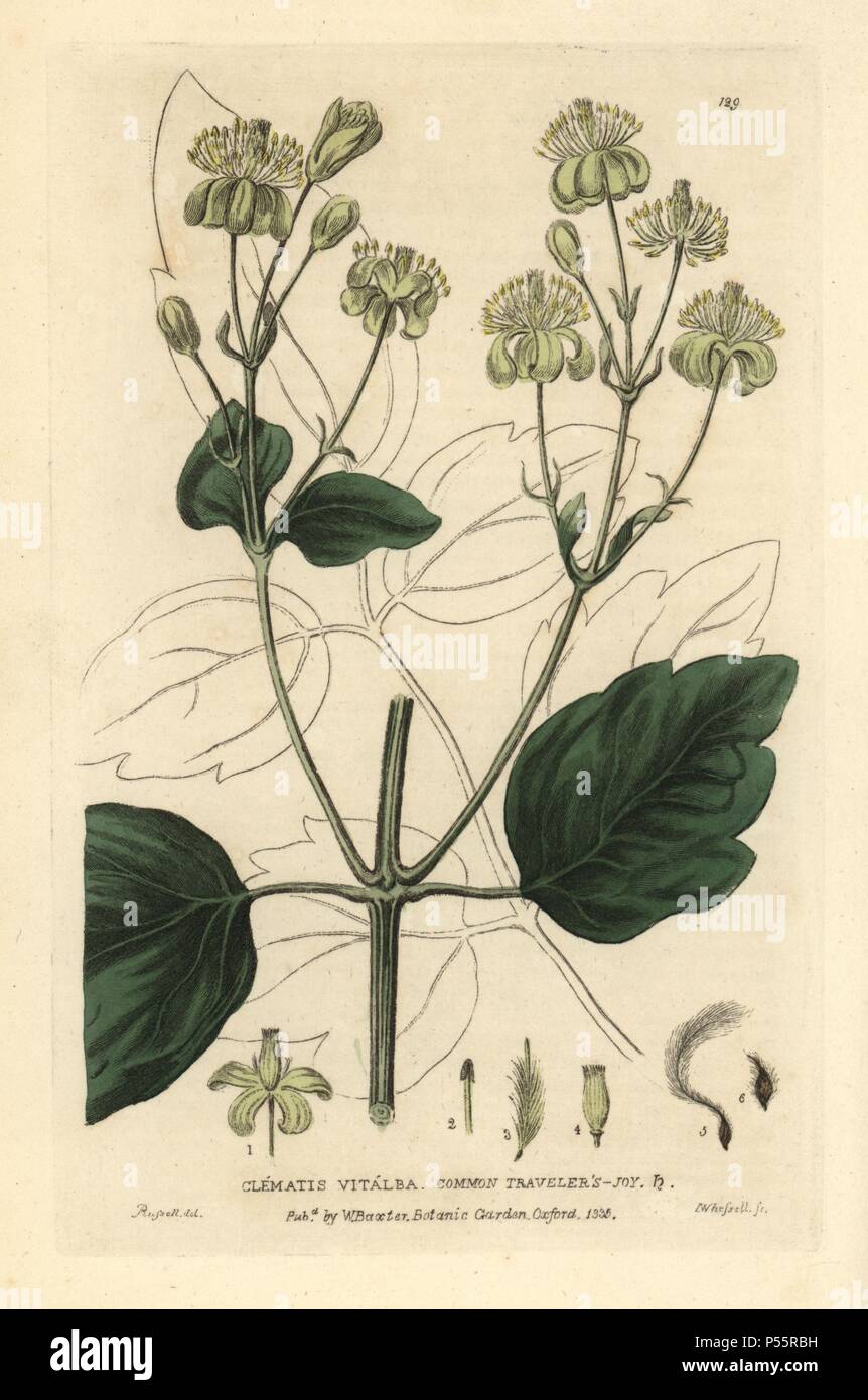 Die gemeinsamen Reisenden Freude, Clematis vitalba. Papierkörbe Kupferstich von I. Whessell einer Zeichnung von Isaac Russell von William Baxter's 'Britische Phaenogamous Botanik' 1835. Der Schotte William Baxter (1788-1871) war der Kurator der Oxford Botanischer Garten von 1813 bis 1854. Stockfoto