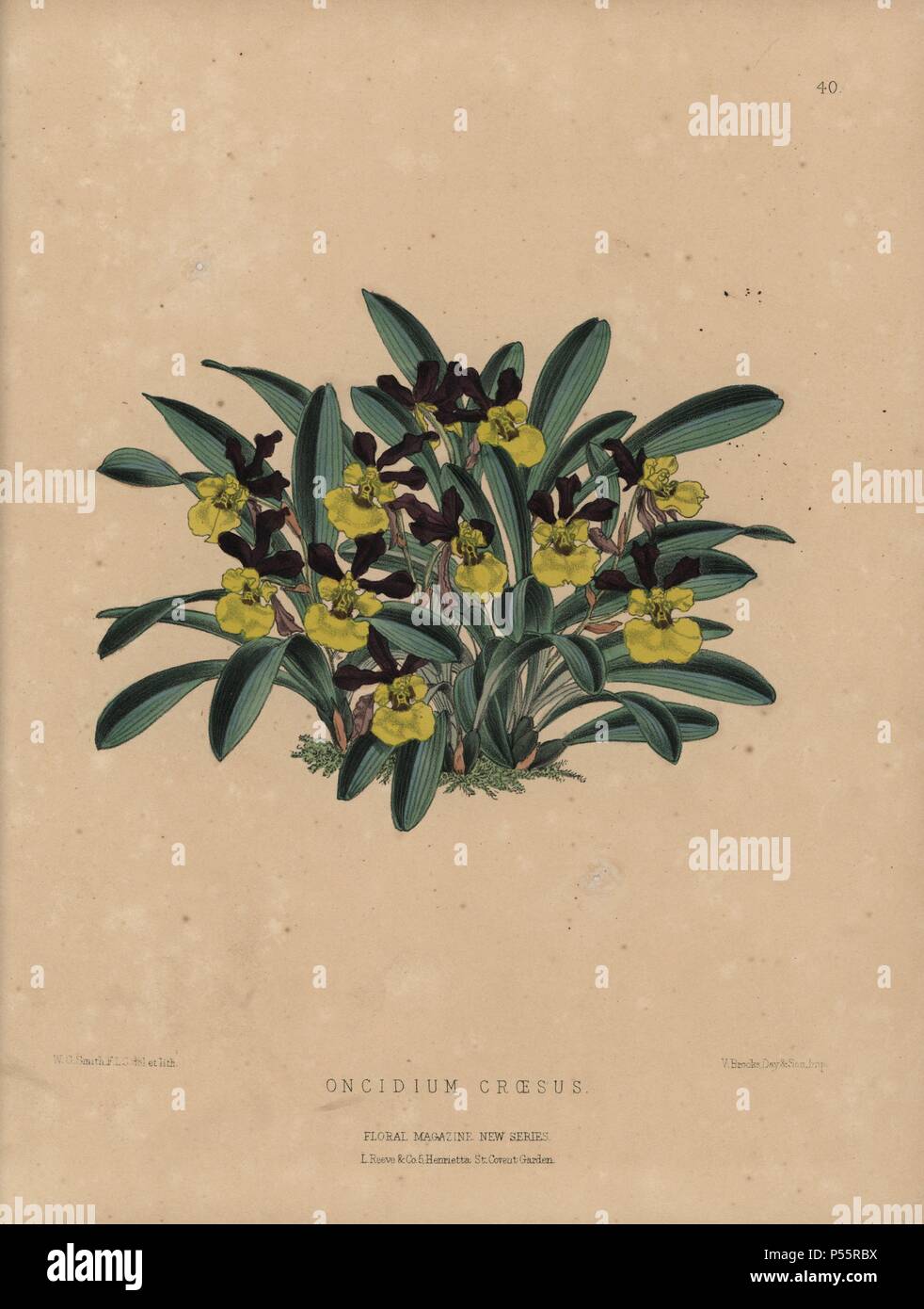 Reich blühend oncidium Orchideen mit Säure gelben und braunen Blumen.. Oncidium Krösus. Papierkörbe botanischen gezeichnet und Lithographiert von W. G. Smith von S.H. Dombrain's 'Floral Magazin "1872.. Worthington G. Smith (1835-1917), Architekt, Kupferstecher und Mykologen. Smith illustriert auch "Die Chronik der Gärtner." Henry Honywood Dombrain (1818-1905), geistlicher Gärtner, war Herausgeber der Zeitschrift 'Blumen' von 1862 bis 1873. Stockfoto