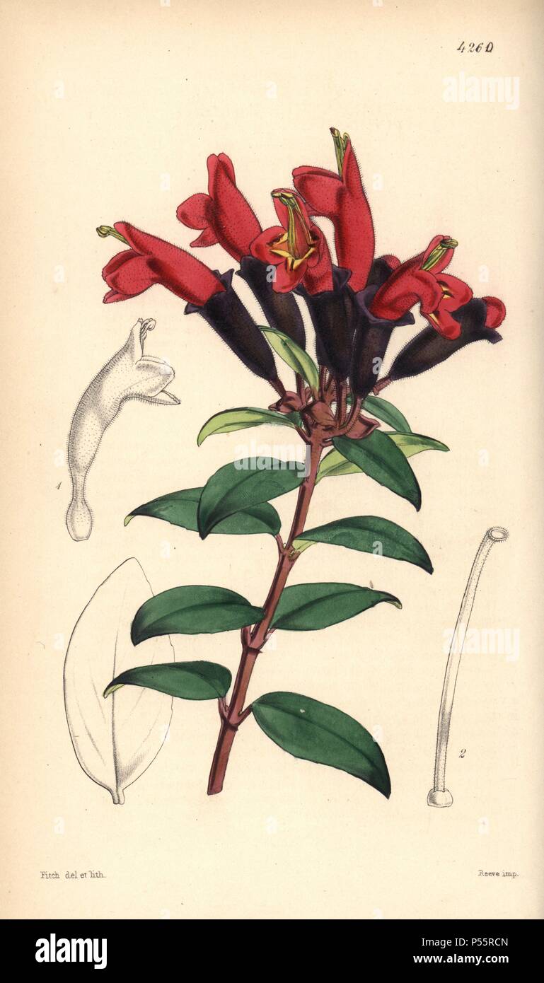 Lippenstift Pflanze, Aeschynanthus lobbianus. Handcolorierte botanischen Abbildung gezeichnet und von Walter Hood Fitch lithographierte für Sir William Jackson Hooker's 'Curtis's Botanical Magazine", London, Reeve Brüder, 1846. Fitch (18171892) war ein unermüdlicher schottische Künstler, der über 2.700 Lithographien für die beginnenden Botanical Magazine" von 1834 zeichnete. Stockfoto