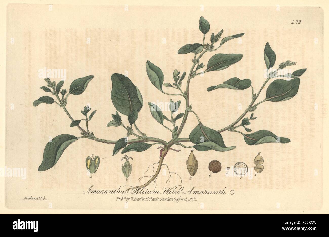 Wild Amaranth, Amaranthus blitum. Papierkörbe Kupferplatte gezeichnet und von Charles Mathews von William Baxter's 'Britische Phaenogamous Botanik graviert", Oxford, 1842. Der Schotte William Baxter (1788-1871) war der Kurator der Oxford Botanischer Garten von 1813 bis 1854. Stockfoto