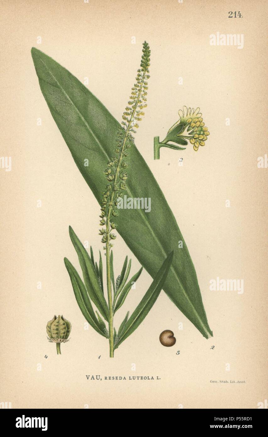 Dyer's Schweißen, Reseda Luteola. Chromolithograph von Carl Lindman's 'Bilder ur Nordens Flora" (Bilder von Northern Flora), Stockholm, Wahlström & Widstrand, 1905. Lindman (1856-1928) war Professor für Botanik an der Schwedische Naturkundemuseum (Naturhistoriska Riksmuseet). Die chromolithographs wurden auf der Grundlage von Johan Wilhelm Palmstruch 'Svensk Botanik' (1802-1843). Stockfoto