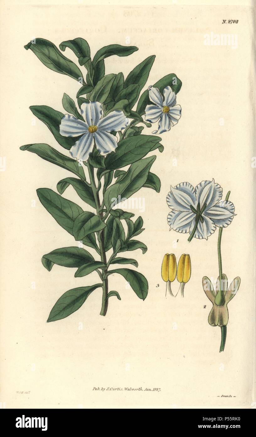 Solanum coriaceum. . Coliaceous solanum mit Sky Blau Blumen aus Mexiko. . Illustration von WJ Hooker, durch Schwan eingraviert. Papierkörbe Kupferstich von William Curtis's "Botanical Magazine" 1827.. . William Jackson Hooker (1785-1865) war ein englischer Botaniker, Schriftsteller und Künstler. Er war Regius Professor für Botanik an der Glasgow University und Herausgeber von Curtis'' Botanical Magazine" von 1827 bis 1865. 1841 wurde er zum Direktor der Royal Botanic Gardens in Kew, und wurde von seinem Sohn Joseph Dalton gelungen. Hooker die Farne und Orchideen Verrücktheiten, daß England im Mi schüttelte dokumentiert Stockfoto