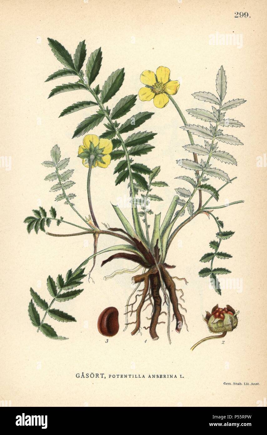 Silverweed cinquefoil, Potentilla anserina. Chromolithograph von Carl Lindman's 'Bilder ur Nordens Flora" (Bilder von Northern Flora), Stockholm, Wahlstrom & Widstrand, 1905. Lindman (1856-1928) war Professor für Botanik an der Schwedische Naturkundemuseum (Naturhistoriska Riksmuseet). Die chromolithographs wurden auf Johan Wilhelm Palmstruch 'Svensk Botanik basiert", 1802-1843. Stockfoto