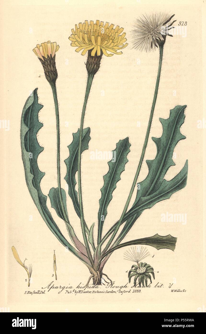 Rough hawkbit, Apargia Hispida. Papierkörbe Kupferstich von W. Willis aus einer Zeichnung von Isaac Russell von William Baxter's 'Britische Phaenogamous Botanik graviert", Oxford, 1839. Der Schotte William Baxter (1788-1871) war der Kurator der Oxford Botanischer Garten von 1813 bis 1854. Stockfoto