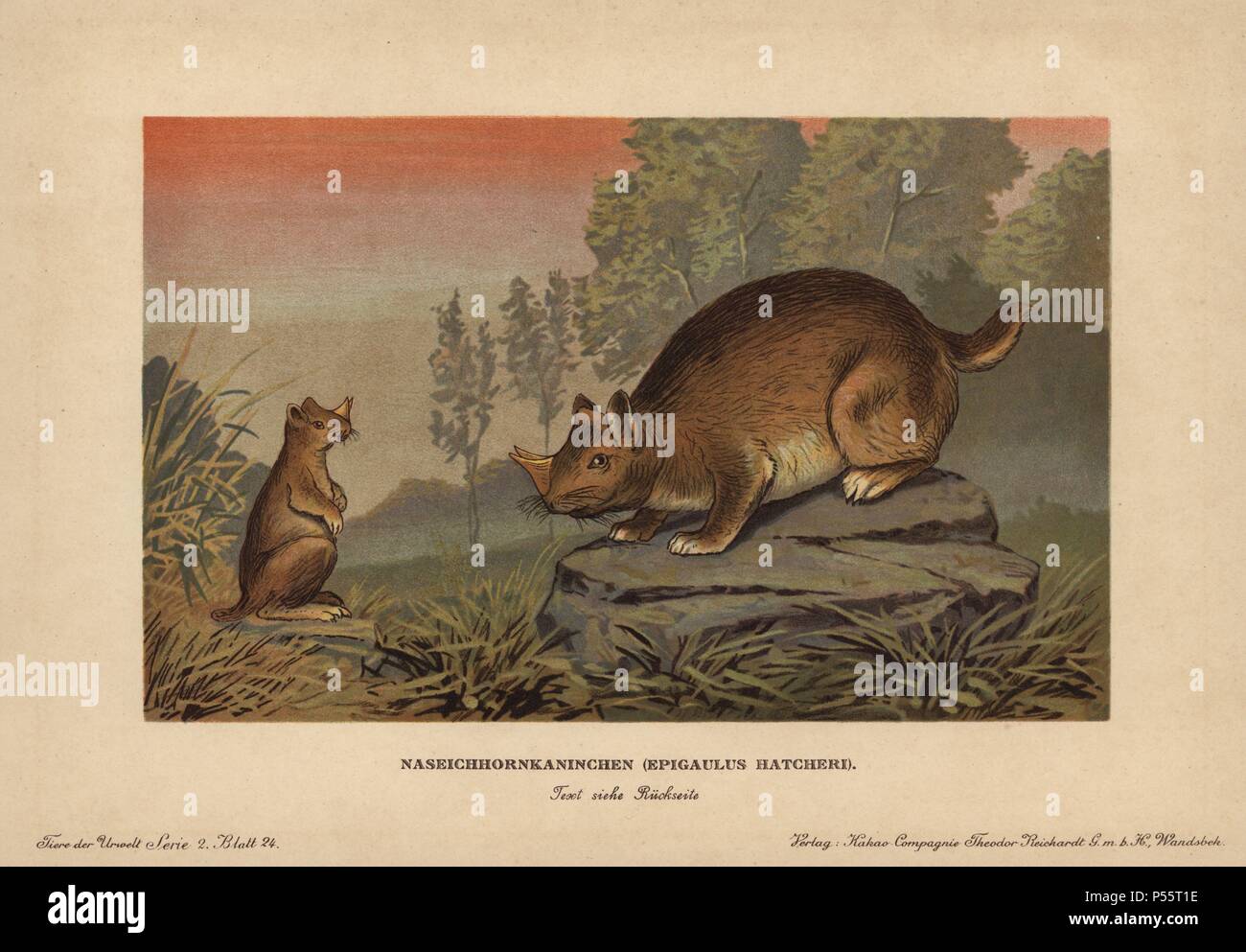 Pleistozäne periode Fotos und Bildmaterial in hoher Auflösung Alamy