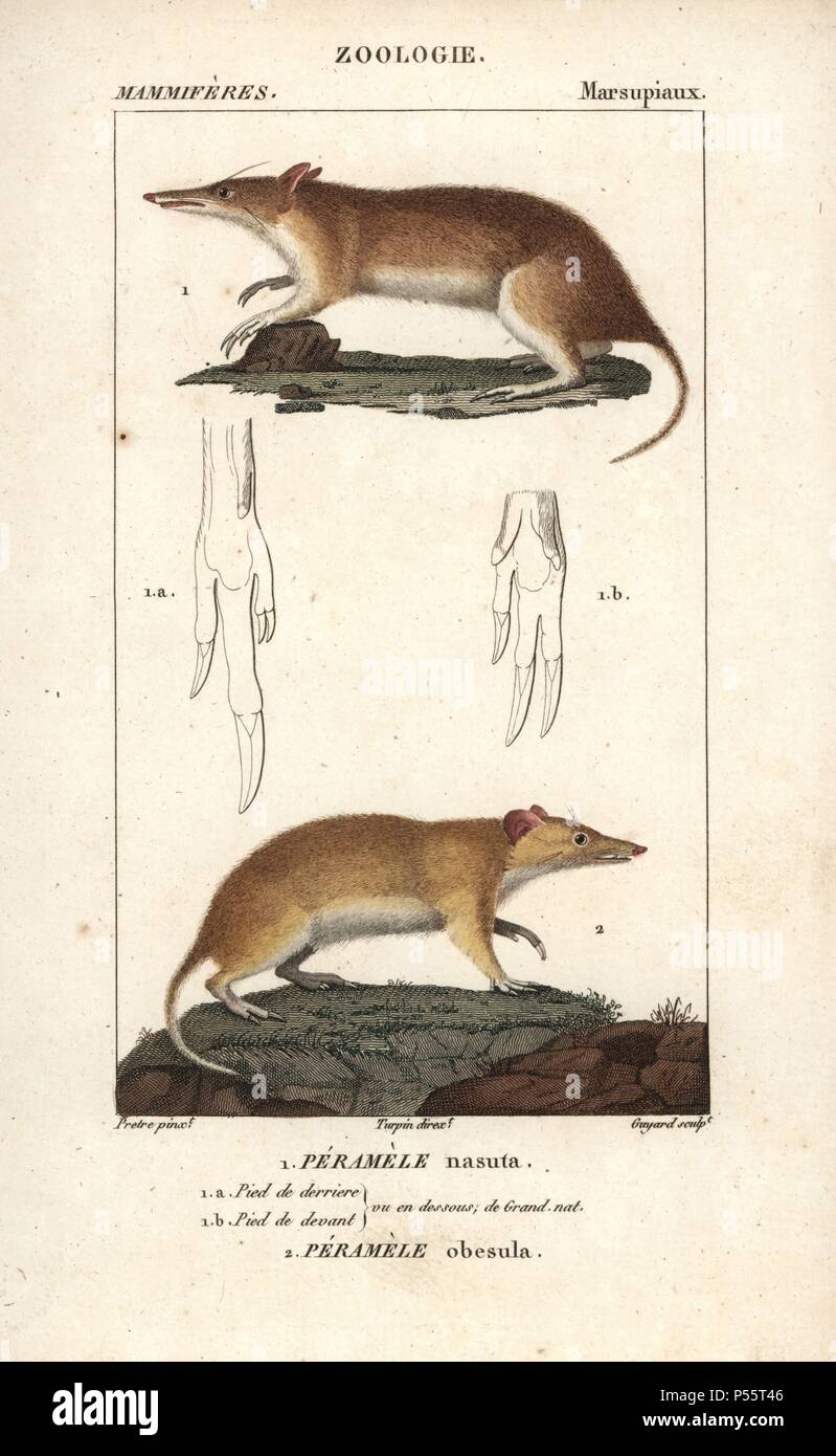 Spitzzange bandicoot, Perameles nasuta, und südlichen Braun bandicoot, Isoodon obesulus. Papierkörbe Kupferstich Walze Gravur von Frederic Cuvier 'dictionary der Naturwissenschaften: Säugetiere", Paris, Frankreich, 1816. Illustration von J. G. Pretre, gestochen von Guyard, unter der Regie von Pierre Jean-Francois Turpin, und veröffentlicht von F.G. Levrault. Jean Gabriel Pretre (17801845) war Maler der Naturgeschichte an der Kaiserin Josephine Zoo und wurde später Künstler im Museum für Naturkunde. Turpin (1775-1840) ist einer der größten französischen botanische Illustratoren des 19. Jahrhunderts angesehen. Stockfoto