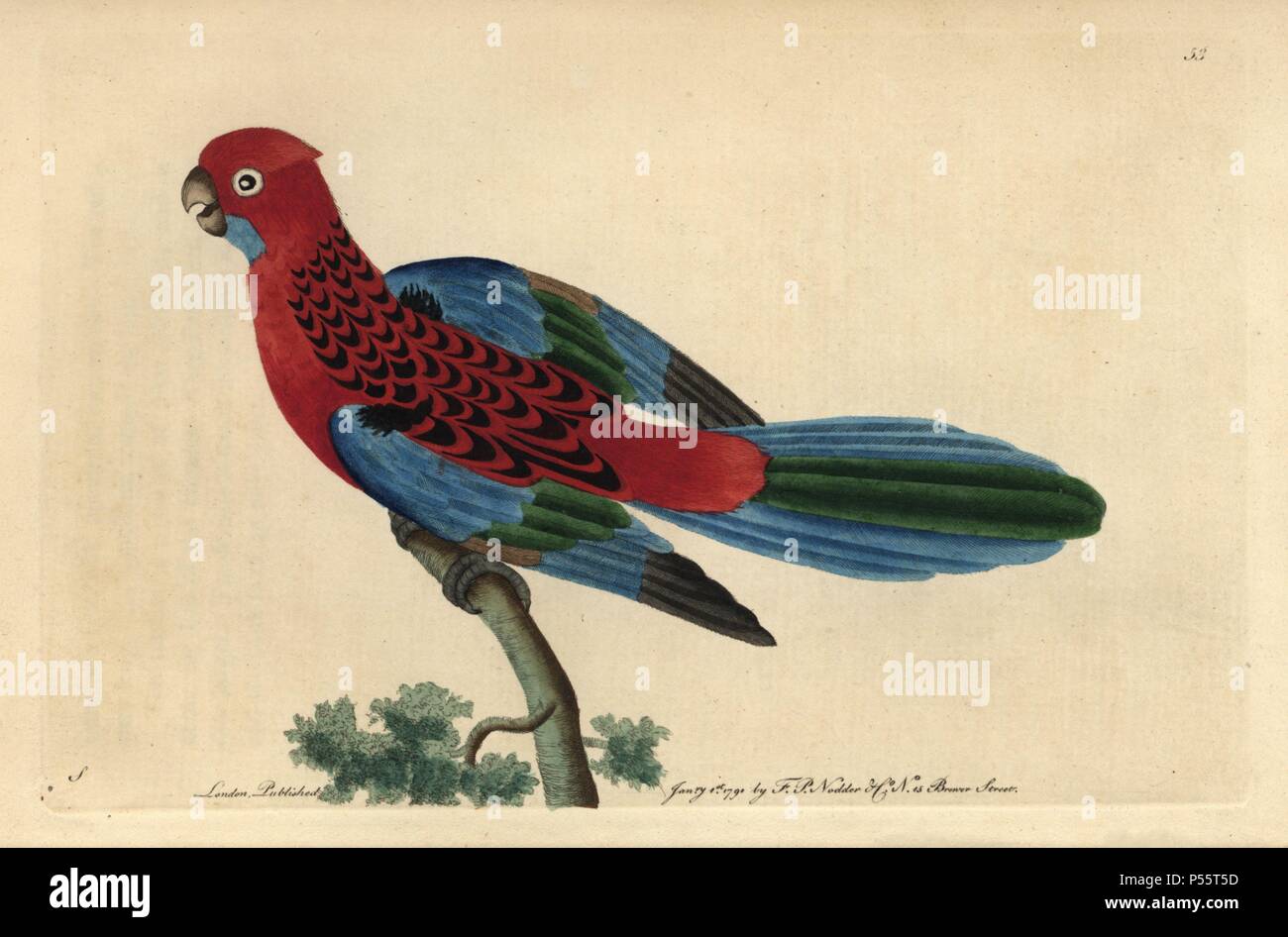 Splendid Parrot oder Crimson Rosella. Platycercus elegans (Psittacus gloriosus, P. splendidus). Australischer Papagei mit leuchtend roten und blauen Gefieder.. Abbildung: signierte S (George Shaw).. Papierkörbe Kupferstich von George Shaw und Frederick nodder's 'Verschiedenes' 1790 der Naturforscher. Frederick Polydore Nodder (17511801?) war ein begnadeter Natural history Artist und Graveur. Nodder seine Zeichenkunst arbeiten an Captain Cook und Joseph Banks' Florilegium und Gravur Sydney Parkinson Skizzen der australische Pflanzen verfeinert. Er wurde 'botanischen Maler ihre Majestät die Königin Charlotte ich Stockfoto