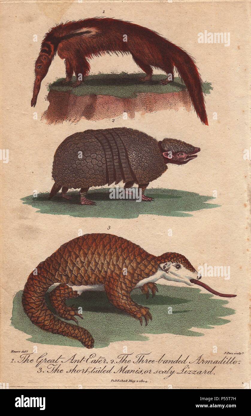 Großer Ameisenbär, dreiGebändert Armadillo und shorttailed Manis