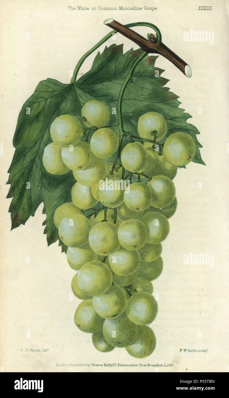 Grüne Trauben, Rebe und Blatt der Weißen oder gemeinsamen Muscadine Traube, Vitis rotundifolia. Hand - farbige Abbildung von Edwin Dalton Smith gestochen von F.W. Smith von Charles McIntosh's 'Flora und Pomona' 1829. McIntosh (1794-1864) war ein schottischer Gärtner zu europäischen Adels- und Königshäusern und Autor zahlreicher Buch auf Gartenarbeit. E.D. Smith war ein botanischer Künstler, der für Robert Süß, Benjamin Maund, etc. zeichnete Stockfoto