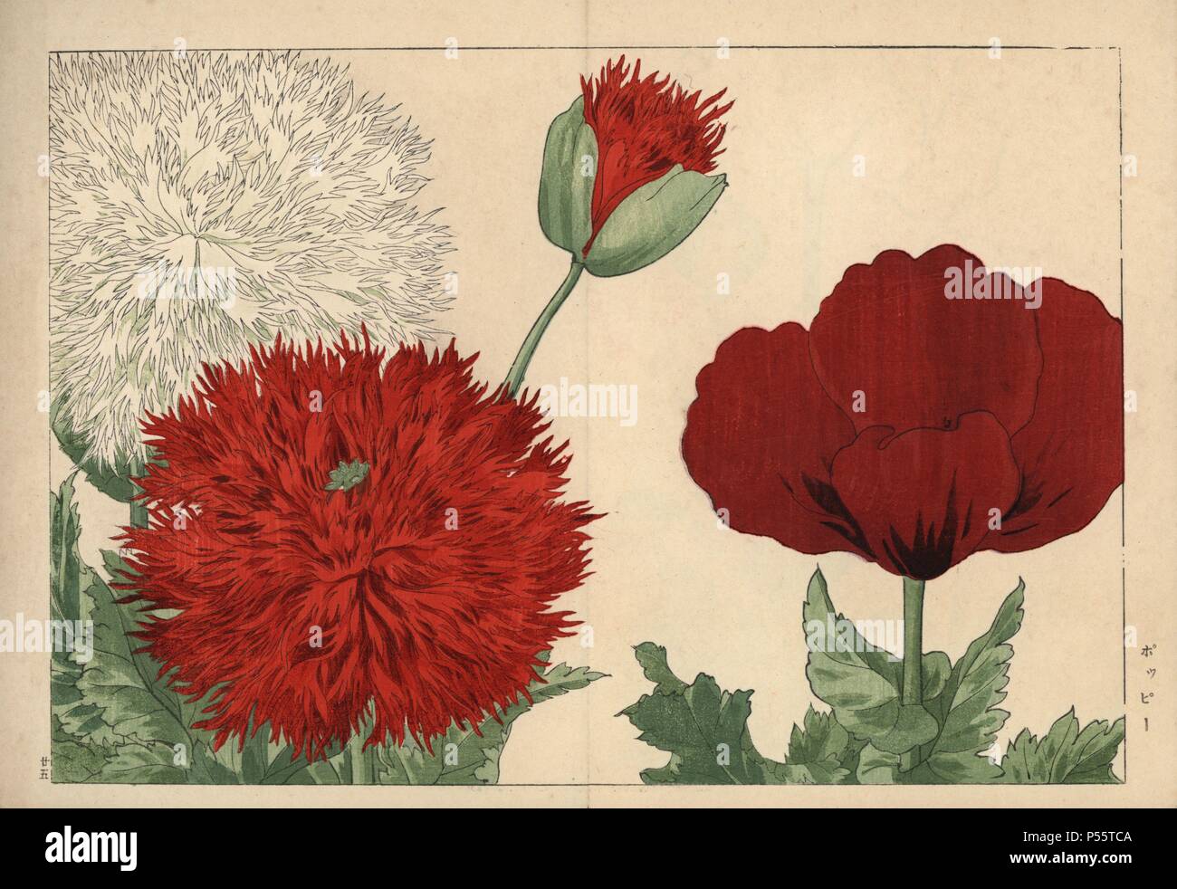 Poppy Sorten, Papaver Arten. Papierkörbe Holzschnitt aus der Konan Tanigami eiyou Sokazufu' (Bild Album der westlichen Pflanzen und Blumen: Frühling), Unsodo, Kyoto, 1917. Tanigami (1879-1928) 125 Sorten von Pflanzen durch die vier Jahreszeiten dargestellt. Stockfoto