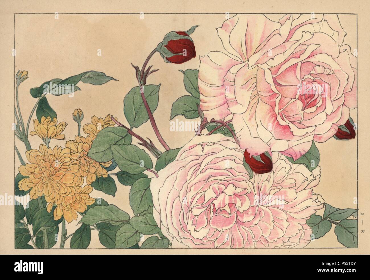Rosen, Rosa Art. Papierkörbe Holzschnitt aus der Konan Tanigami eiyou Sokazufu' (Bild Album der westlichen Pflanzen und Blumen: Frühling), Unsodo, Kyoto, 1917. Tanigami (1879-1928) 125 Sorten von Pflanzen durch die vier Jahreszeiten dargestellt. Stockfoto
