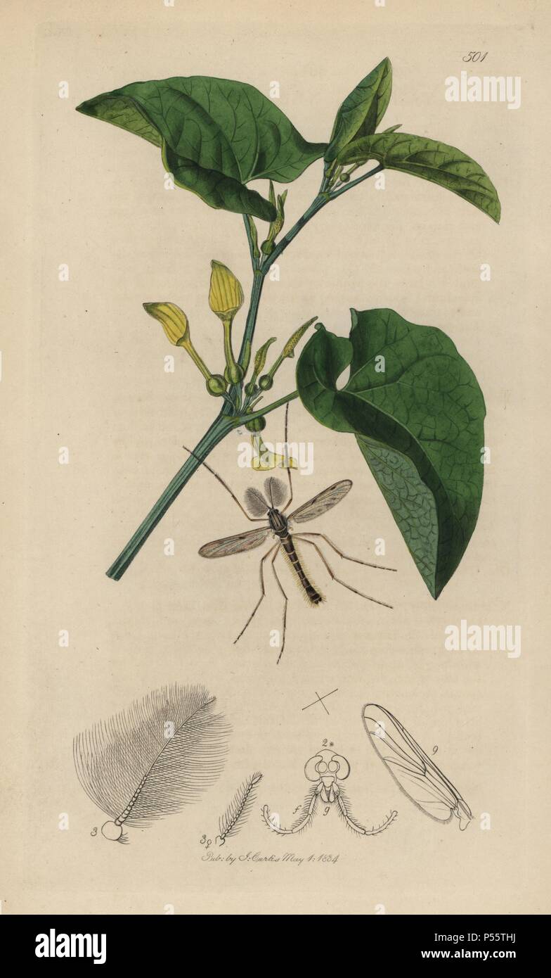 Tanypus nebulosus, Anatopynia nebulosa, Verdüsterte - winged Midge, mit gemeinsamen birthwort, Aristolochia clematitis. Papierkörbe Kupferstich erstellt und von John Curtis für seine eigenen "Britische Entomologie eingraviert, die Abbildungen und Beschreibungen der Gattungen von Insekten in Großbritannien und Irland gefunden", London, 1834. Curtis (1791 - 1862) war ein entomologe, Zeichner, Kupferstecher und Verleger. "Britische Entomologie' aus dem Jahr 1824 bis 1839 veröffentlicht wurde, und umfasste 770 Illustrationen von Insekten und Pflanzen, auf denen sie zu finden sind. Stockfoto