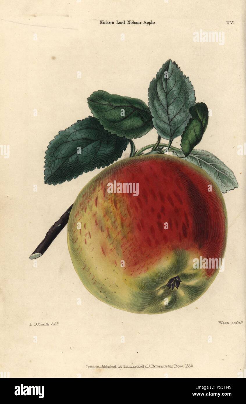 Scharlachrote Früchte und Blätter der Kirke Lord Nelson apple Reif, Malus Domestica. Hand - farbige Illustration von E.D. Smith gestochen von Watt von Charles McIntosh's 'Flora und Pomona' 1829. McIntosh (1794-1864) war ein schottischer Gärtner zu europäischen Adels- und Königshäusern und Autor zahlreicher Buch auf Gartenarbeit. E.D. Smith war ein botanischer Künstler, der für Robert Süß, Benjamin Maund, etc. zeichnete Stockfoto