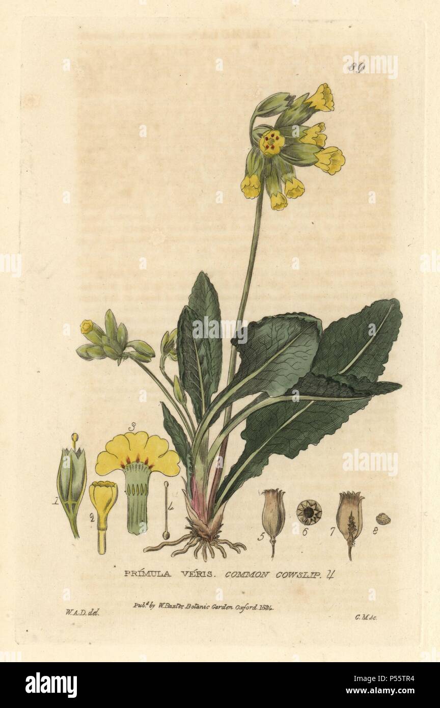 Gemeinsame Schlüsselblume, Primula Veris. Papierkörbe Kupferstich von Charles Mathews einer Zeichnung von William Delamotte von William Baxter's 'Britische Phaenogamous Botanik' 1834. Der Schotte William Baxter (1788-1871) war der Kurator der Oxford Botanischer Garten von 1813 bis 1854. Stockfoto